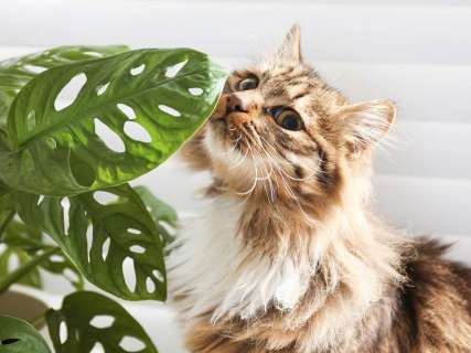 Plantas Pet Friendly