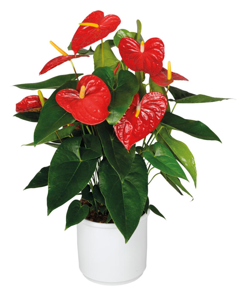 Plantas de interior