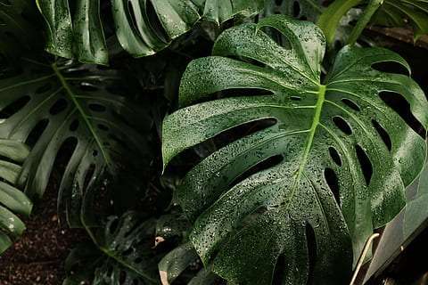Plantas fáciles de cuidar