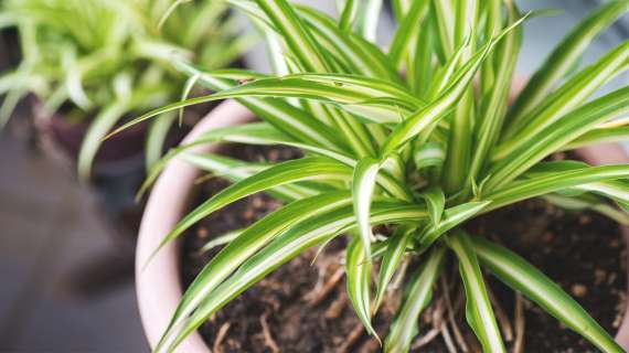 Plantas purificadoras de aire
